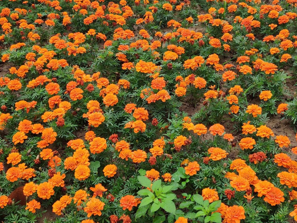 kiayun手机版登录.v1008.点进白给你1888.中国 微信表白代码大全可复制 微信神秘隐藏表白代码技巧