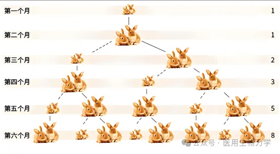 kia云手机版登录 动植物也懂斐波那契数列？这是大自然进化的“隐藏技能”吗？