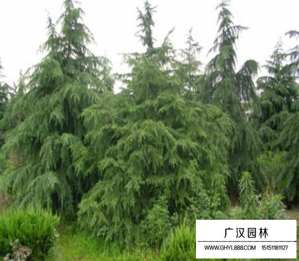 kia云手机版登录 雪松树苗图片大全