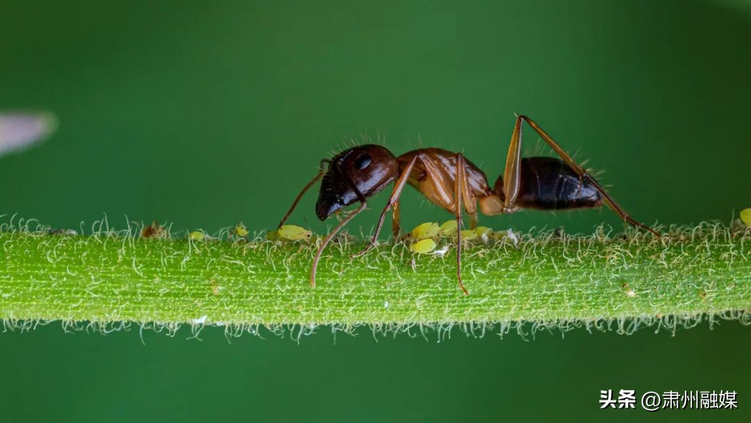 kiayun手机版登录app游戏登录入口.手机端安装.cc 它的尿甜甜的，炸着吃还很香，但如果落在你身上……啊啊啊