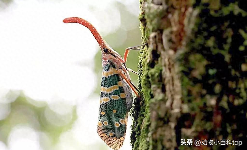 kiayun手机版登录入口 不是鸡但却叫“龙眼鸡”的动物