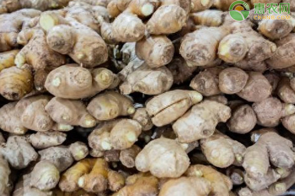 kiayun手机版登录打开即玩v1011.速装上线体验.中国 一亩姜的成本和利润