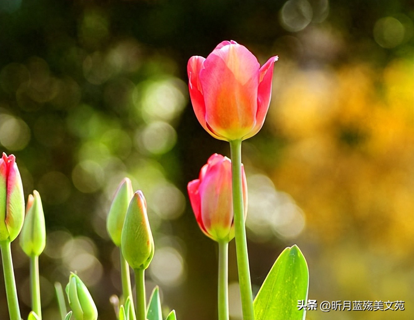 kia云手机版登录 今生能够遇见你，是一种美丽的缘