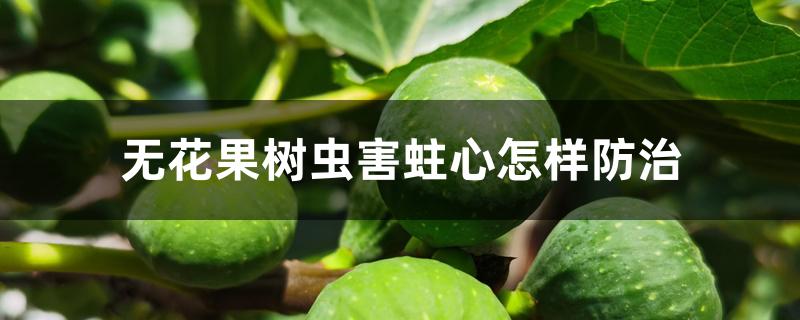 kia云手机版登录 无花果树虫害蛀心怎样防治