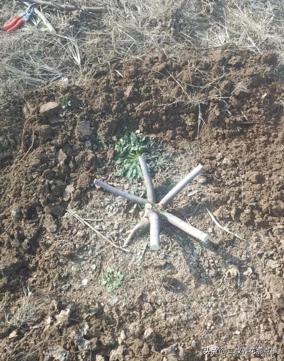 无花果里面的虫子图片_北方种无花果越冬方法_地栽无花果冬季保护