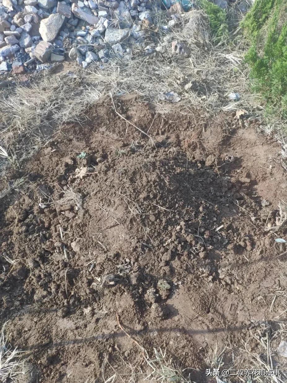 北方种无花果越冬方法_地栽无花果冬季保护_无花果里面的虫子图片