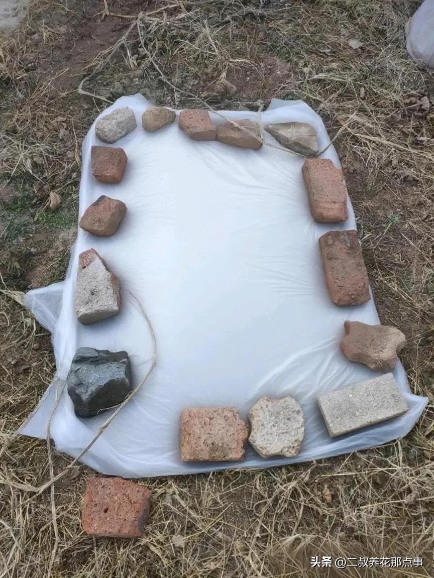 无花果里面的虫子图片_北方种无花果越冬方法_地栽无花果冬季保护