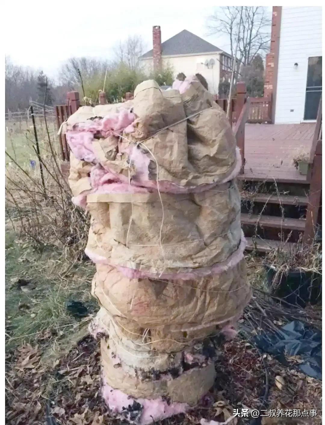 无花果里面的虫子图片_地栽无花果冬季保护_北方种无花果越冬方法