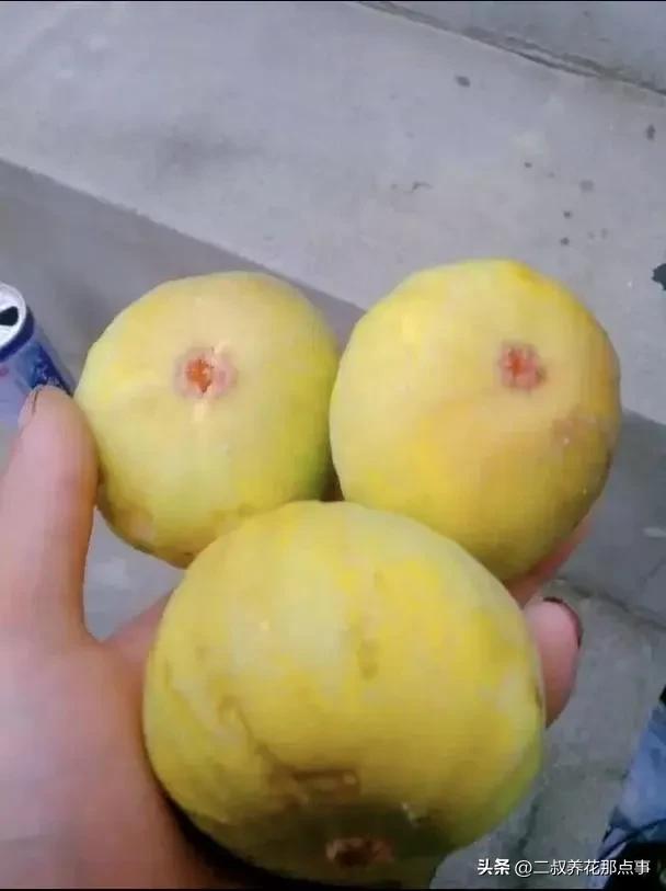 北方种无花果越冬方法_地栽无花果冬季保护_无花果里面的虫子图片