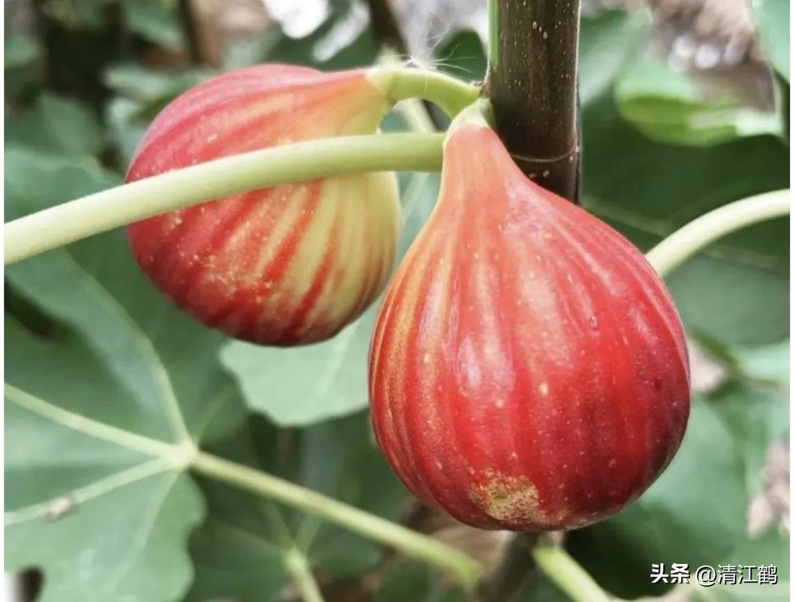 kiayun手机版登录app游戏登录入口.手机端安装.cc 无花果长不好与这3个“恶疾”病害有关，精准识别“一治一个准”