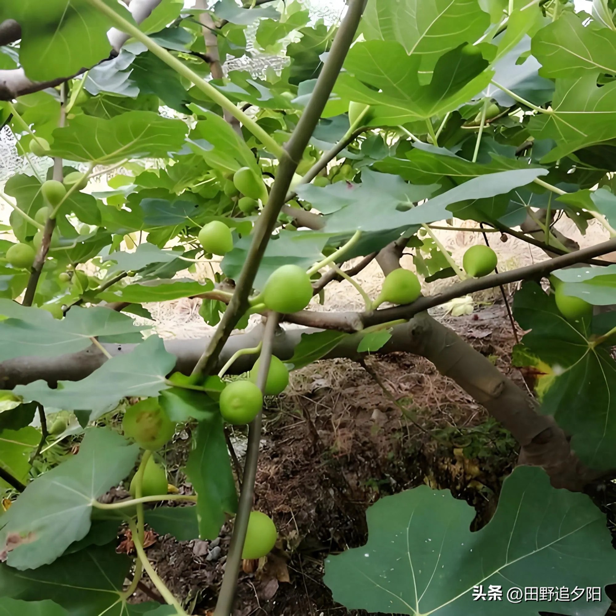 kiayun手机版登录入口 在家种无花果，记住这几招！果子多得吃不完，邻居都来讨秘诀