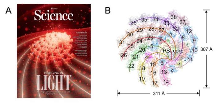开·云app体育登录入口 一朵花背后的数学法则，造就了大自然的奇迹