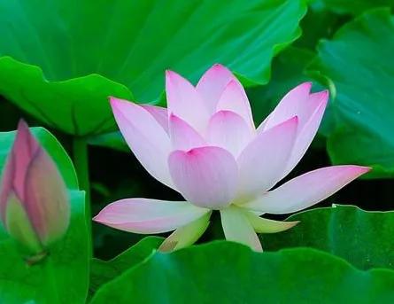 开·云app体育登录入口 花瓣的密码——斐波那契数列